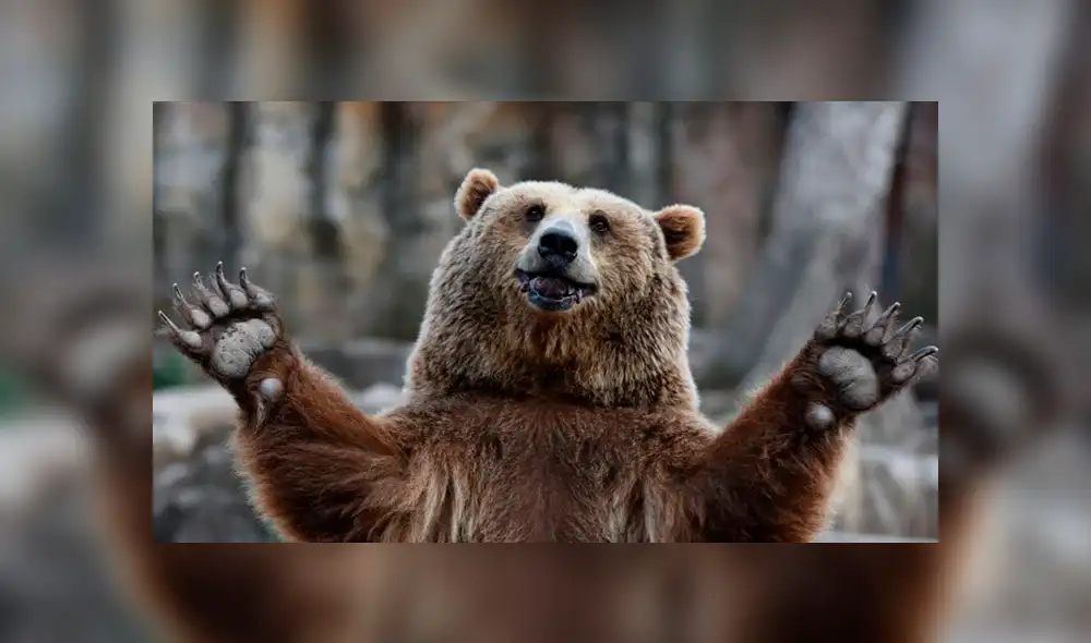 Google Maps: Buscaba la casa de su abuelo cuando captó una curiosa escena de un oso [FOTOS] 