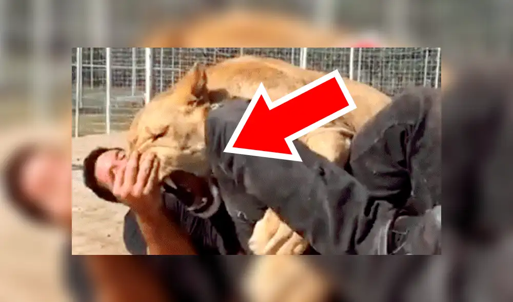 Facebook viral: visitante de zoológico arroja piedra a leona y ella reacciona así [VIDEO]