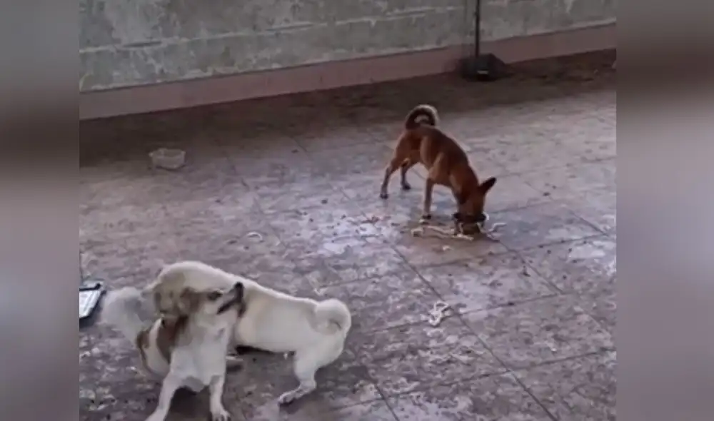 Desliza las imágenes para ver más sobre esta divertida escena entre un astuto can y otros dos perros 'egoistas'. Foto: captura de TikTok