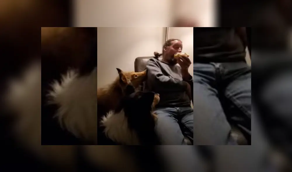 Video es viral en TikTok. Mujer se percató del singular comportamiento del can mientras su esposo comía un sánguche y no dudó en grabarlo para compartir las imágenes en redes. Video es viral en TikTok. Mujer se percató del singular comportamiento del can mientras su esposo comía un sánguche y no dudó en grabarlo para compartir las imágenes en redes.