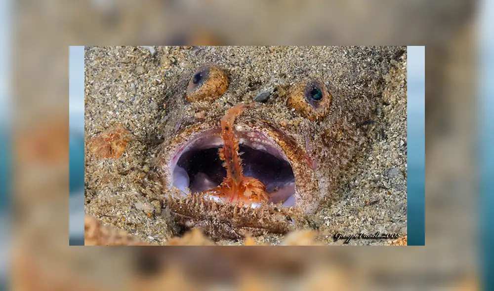 Desliza para ver los detalles de esta extraña criatura marina que se viralizó en YouTube. Foto: Captura. Desliza para ver los detalles de esta extraña criatura marina que se viralizó en YouTube. Foto: Captura.