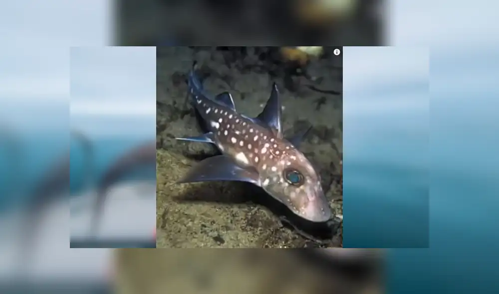 Desliza para ver los detalles de esta extraña criatura marina que se viralizó en YouTube. Foto: Captura. Desliza para ver los detalles de esta extraña criatura marina que se viralizó en YouTube. Foto: Captura.