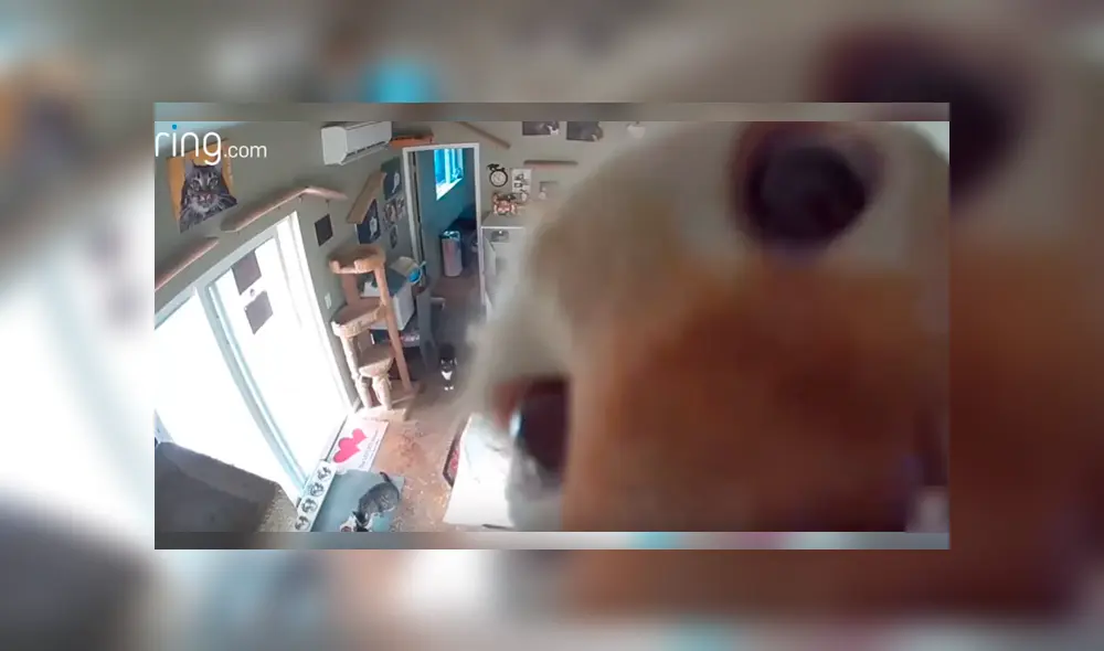 Uno de los felinos descubrió la cámara instalada en una de las locaciones y protagonizó un divertido episodio que se ha hecho viral en YouTube