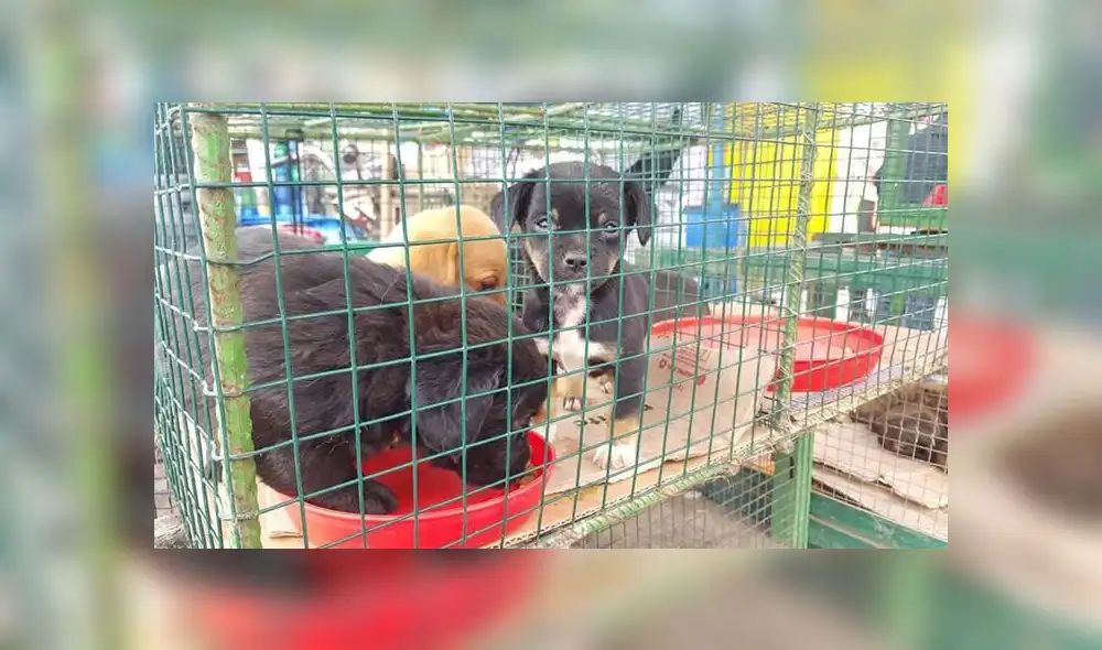 Municipalidad de Lima responde tras acusaciones por permitir venta ilegal de mascotas