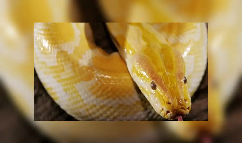 El criadero contaba con 140 serpientes. El criadero contaba con 140 serpientes.