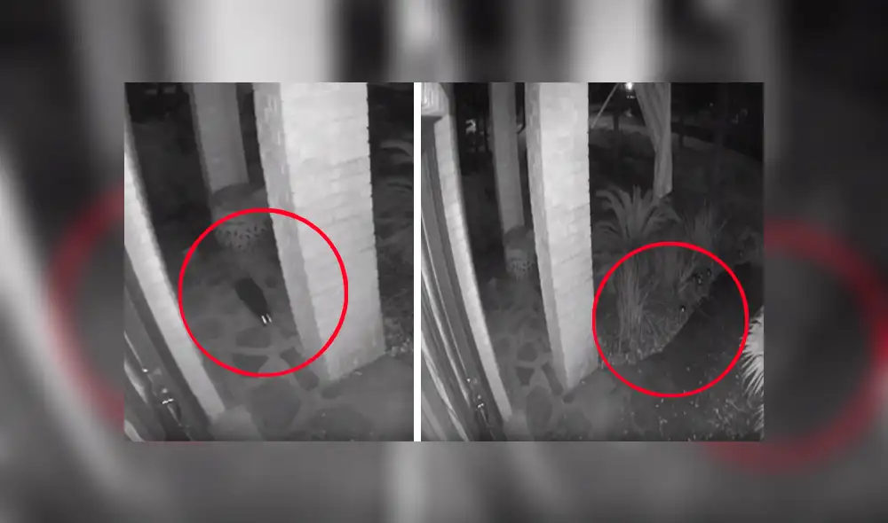 YouTube viral: espeluznante “gato fantasma” es captado caminando en la calle y desapareciendo de la nada [VIDEO] 