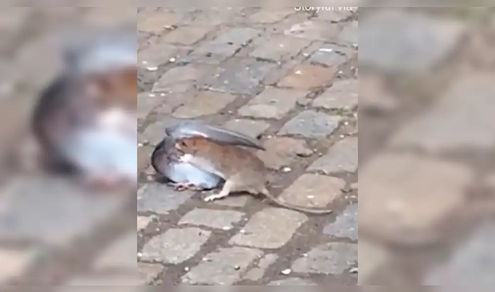 Facebook: Pelea al “estilo Pokémon” entre rata y paloma conmueve a usuarios [VIDEO]