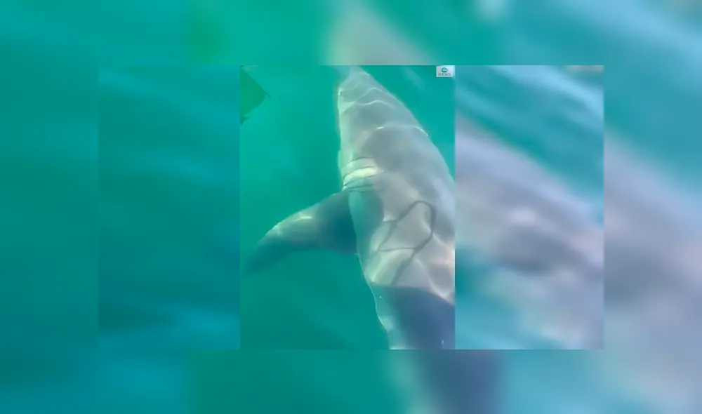 En Facebook, los integrantes de una familia quedaron aterrados al descubrir que un tiburón estaba al costado de su bote.