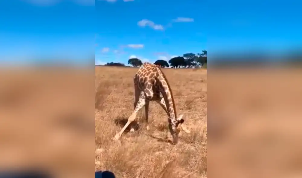 Facebook - animales Facebook - animales