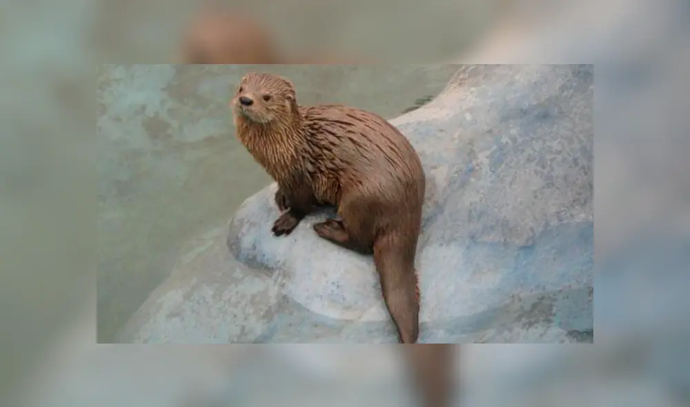 20 Animales en peligro de extinción y extintos en Perú 2019 [FOTOS]