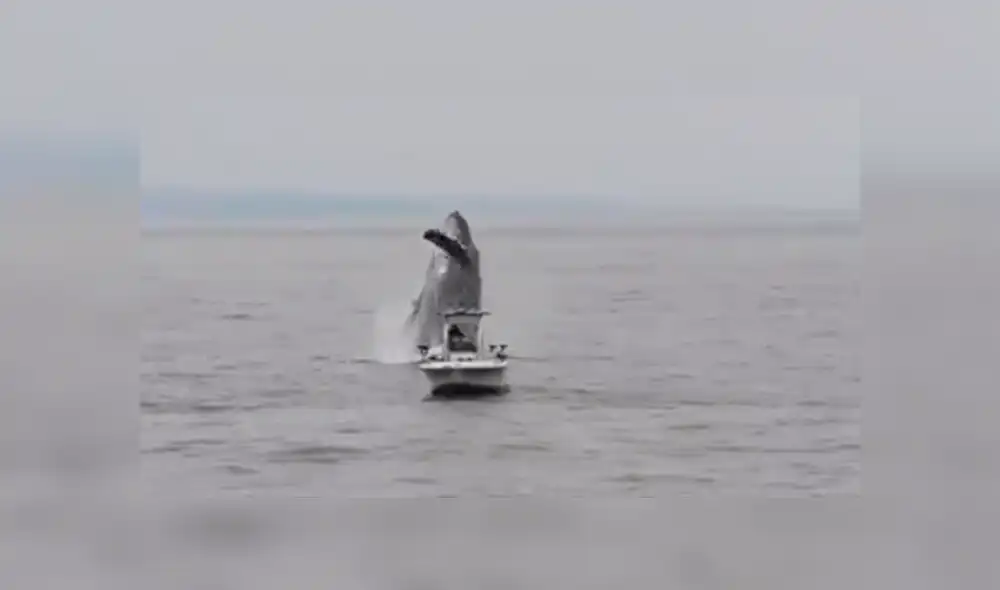 Enorme ballena irrumpe cerca de barco de un pescador que estaba en altamar.