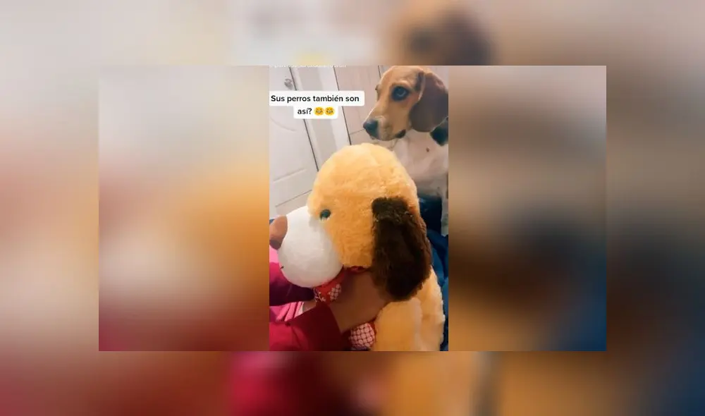 Desliza las imágenes para ver la increíble reacción que tuvo un perro 'celoso' al ver a su dueña acariciando a otro 'can'. Foto: captura/youtube