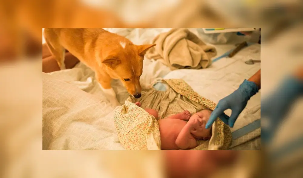 Desliza las imágenes para apreciar el conmovedor momento que registró una fotógrafa de un perro con su dueña. Desliza las imágenes para apreciar el conmovedor momento que registró una fotógrafa de un perro con su dueña.