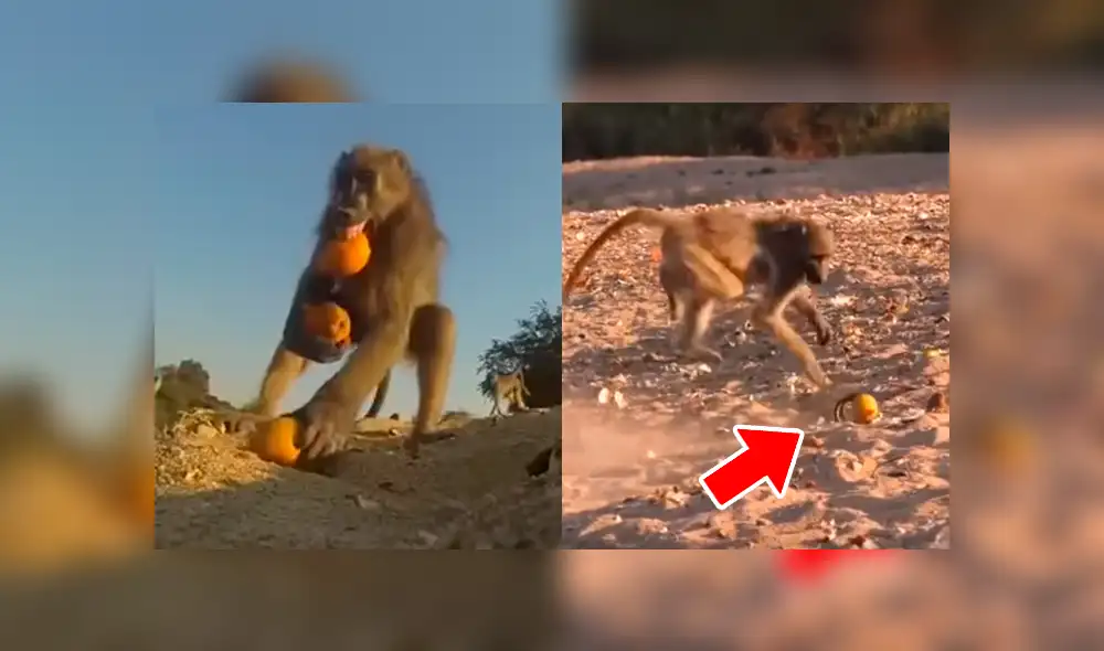 YouTube viral: monos caen en la ingeniosa trampa de un hombre y corren espantados [VIDEO]