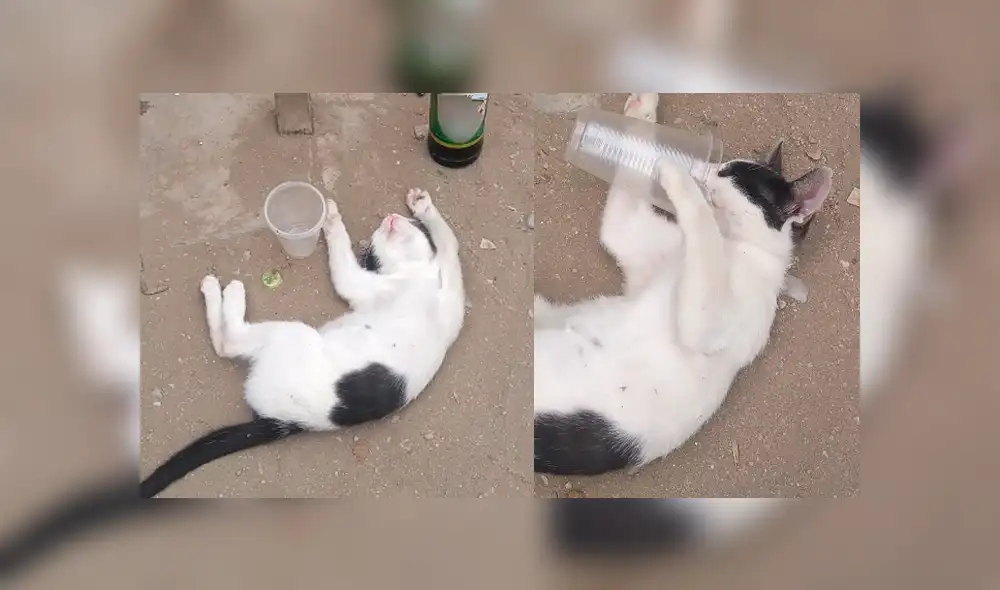Facebook: Gato tiene la fiesta de su vida y no recuerda nada de lo que ocurrió [VIDEO]