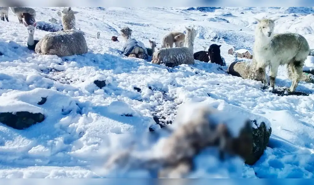 Puno: 50 alpacas muertas y 90 hectáreas dañadas por granizada y desborde de río