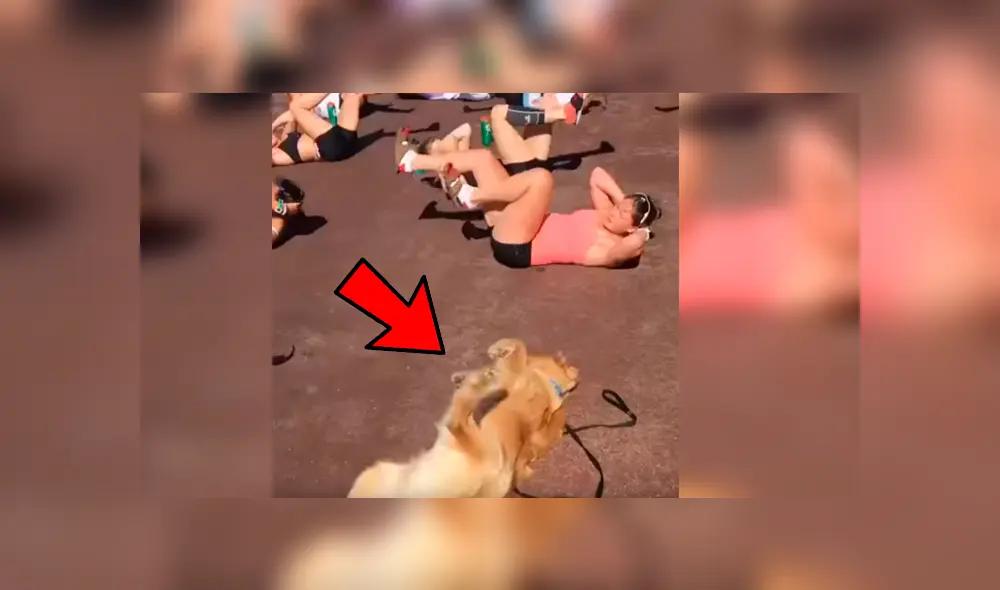 Vía Facebook. El can se cansó de esperar a su dueña un costado y se coló durante una rutina de aeróbicos Vía Facebook. El can se cansó de esperar a su dueña un costado y se coló durante una rutina de aeróbicos