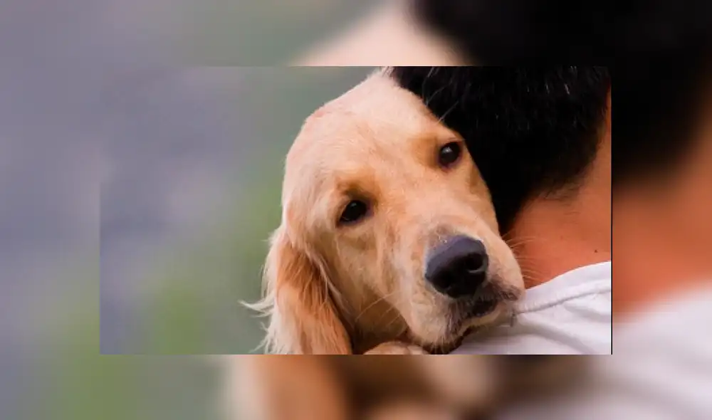 Facebook viral: inteligente perro acompaña a su dueño a su primer día de escuela [FOTOS]