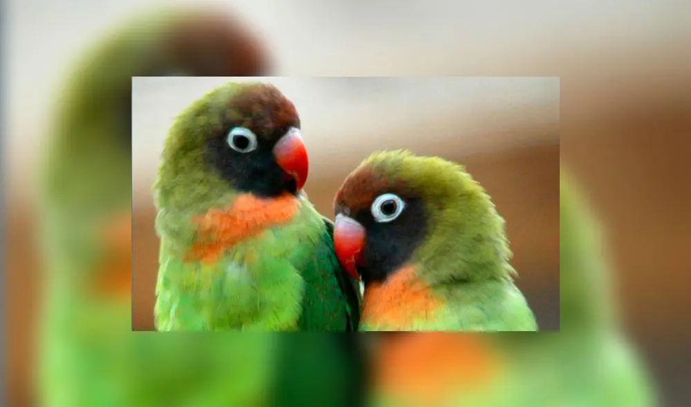 Arequipa: Recolectan alimentos para 300 animales silvestres rescatados del tráfico ilegal