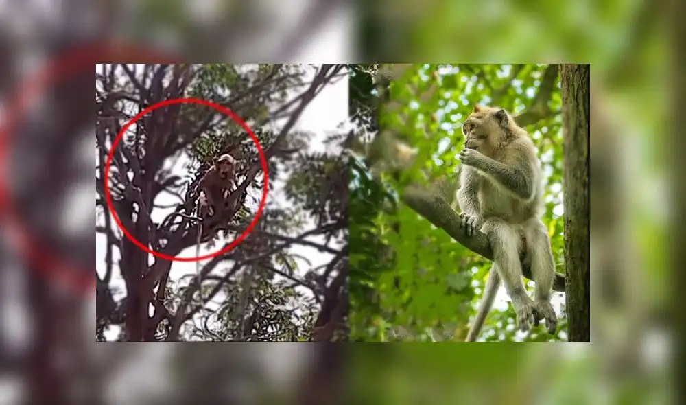 A la izquierda, uno de los monos ladrones con una prueba de COVID-19. A la derecha, foto referencial de la especie del primate. Foto: composición A la izquierda, uno de los monos ladrones con una prueba de COVID-19. A la derecha, foto referencial de la especie del primate. Foto: composición
