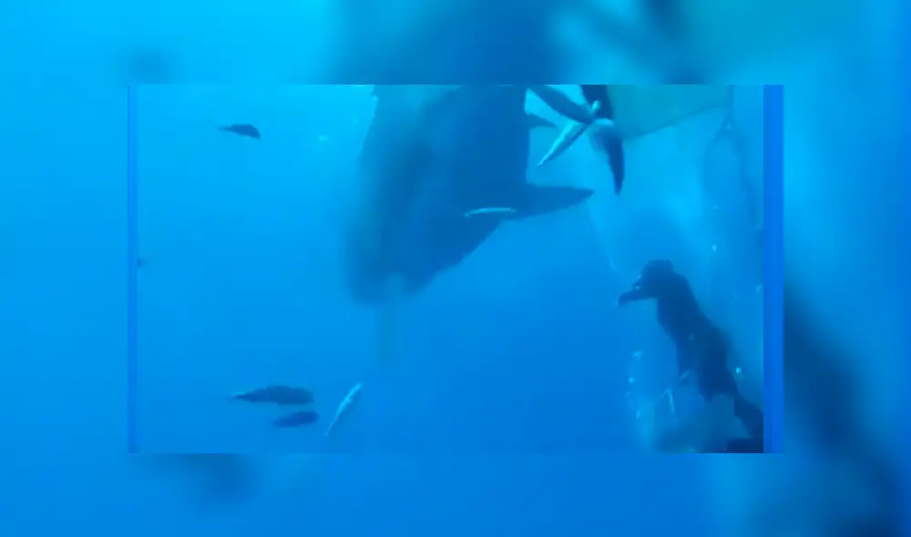 En Facebook, un video viral muestra a un enorme tiburón y buceadores. En Facebook, un video viral muestra a un enorme tiburón y buceadores.