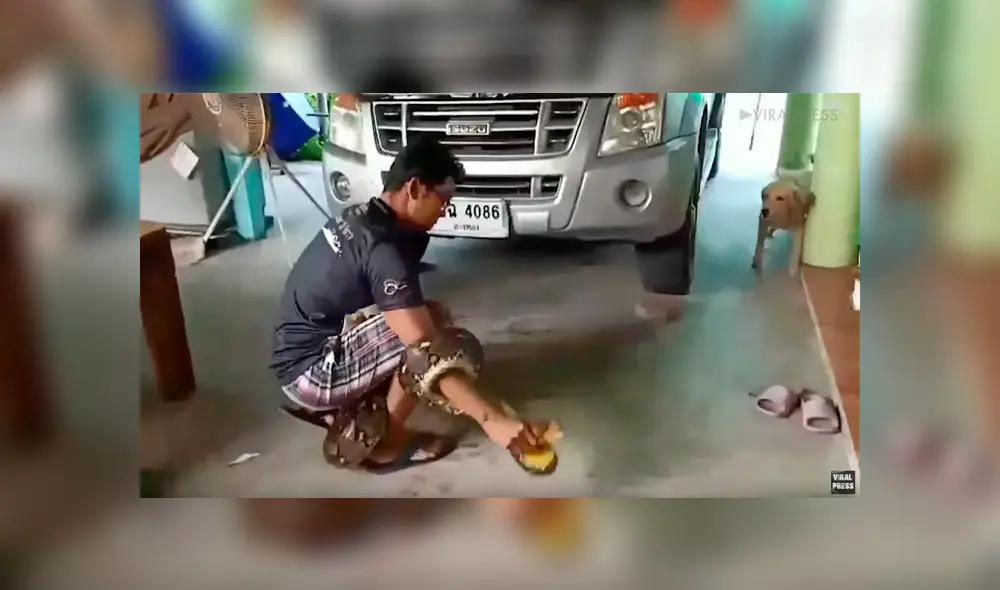 Hombre abre capó de su auto y encuentra letal criatura que habitaba en su interior [VIDEO] 