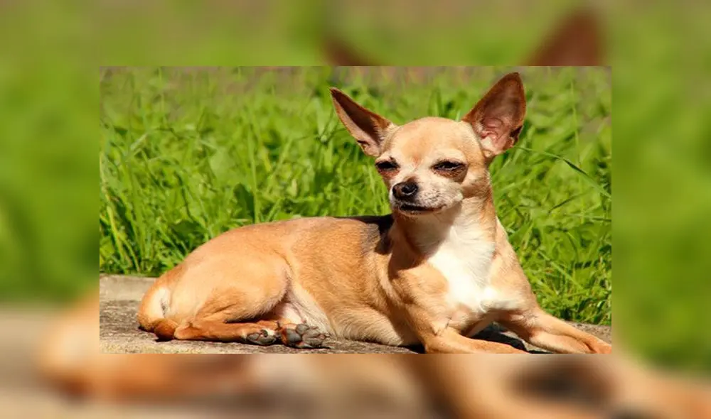 Los chihuahuas pueden ser más agresivos que los pitbull, según un estudio