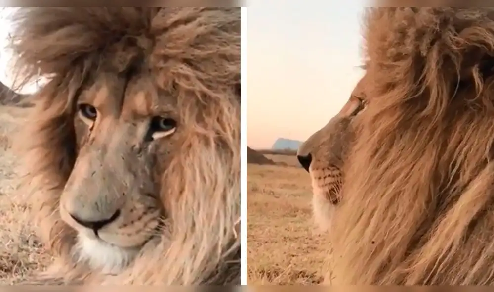 Vía Facebook: león 'rasta' se gana el corazón de miles por su trágica historia [VIDEO]