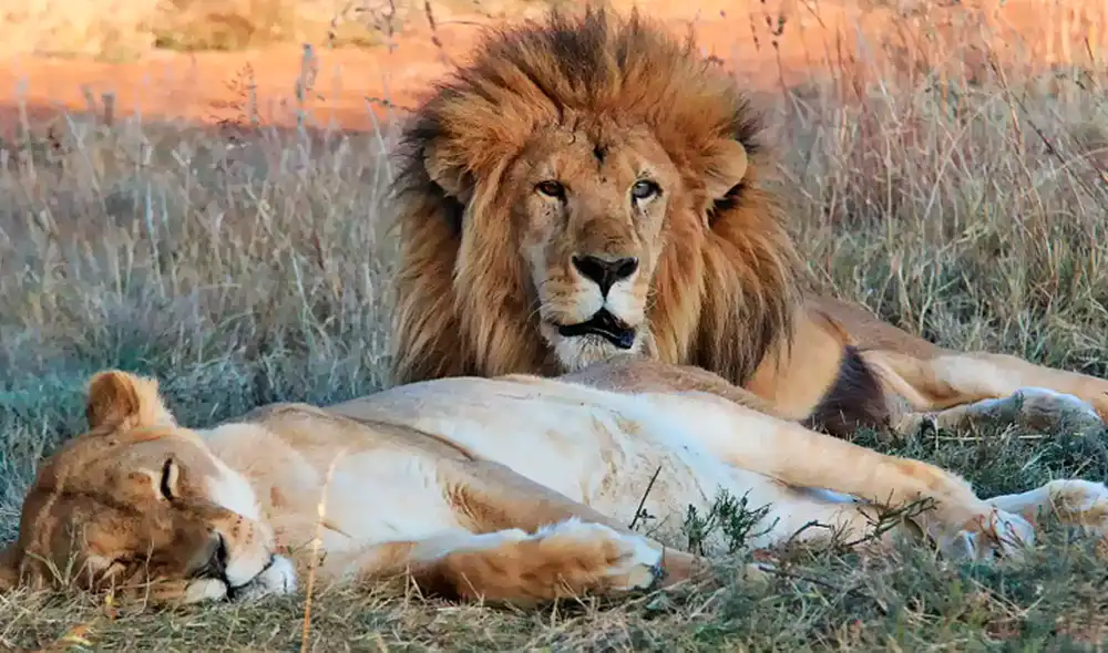 Leo y Muñeca estuvieron juntos por varios años, en las buenas y en las malas, hasta que la leona falleció a causa de una enfermedad. Foto: Animal Defenders International
