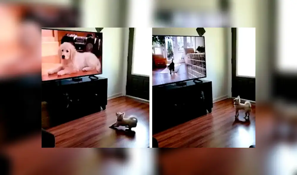 Desliza las imágenes para observar la emotiva reacción de un perro al notar a otros animales en la televisión. Desliza las imágenes para observar la emotiva reacción de un perro al notar a otros animales en la televisión.