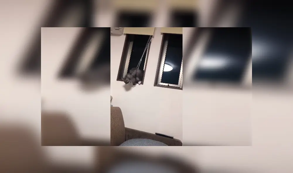 Desliza las imágenes hacia la izquierda para conocer el incidente que estuvo a punto de protagonizar un gato.