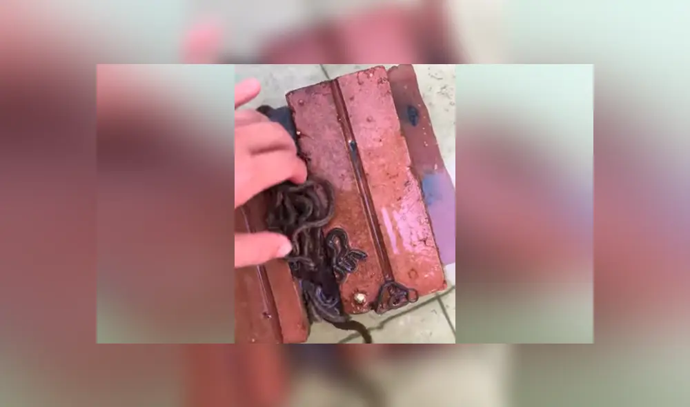 Se tropieza con pila de ladrillos y cientos de serpientes bebés salen de su escondite [VIDEO] 