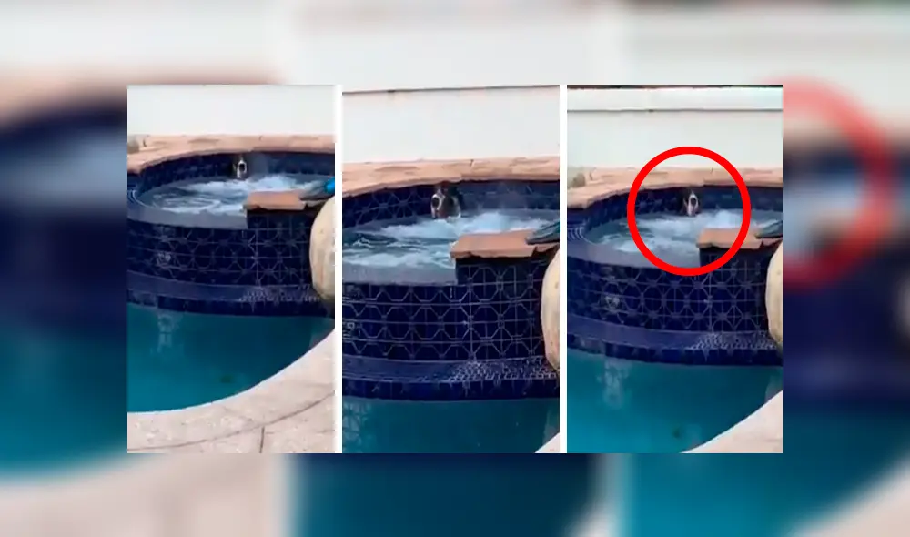 En Facebook, una familia estaba aterrada al percatarse de la presencia de un animal en su piscina.