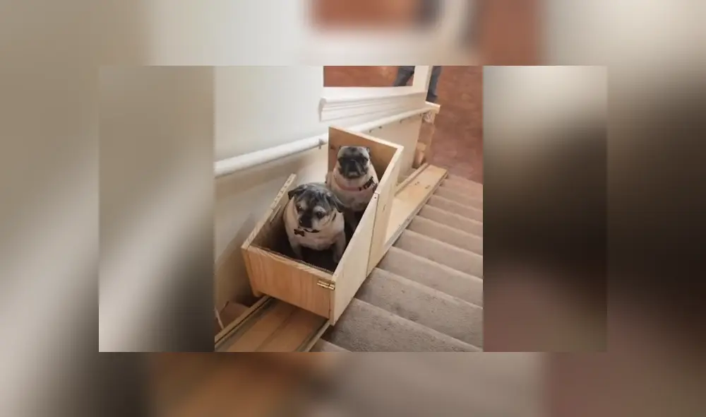 Una mujer decidió construir un salvaescalera para que sus perros puedan transportarse con facilidad. Foto: YouTube