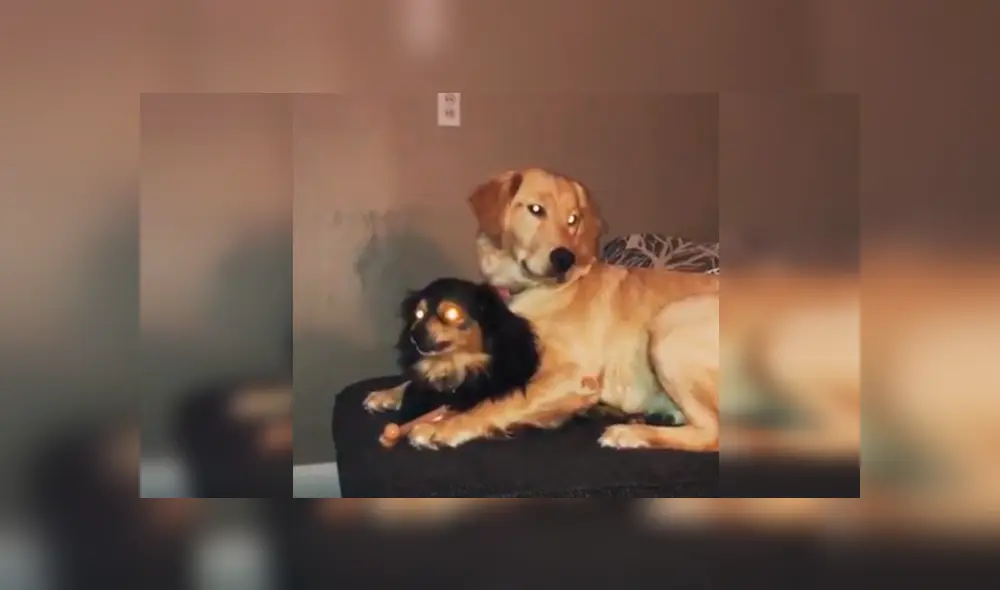 Desliza las imágenes hacia la izquierda para observar la inesperada acción de un perro para calmar a su ‘compañera’. Desliza las imágenes hacia la izquierda para observar la inesperada acción de un perro para calmar a su ‘compañera’.