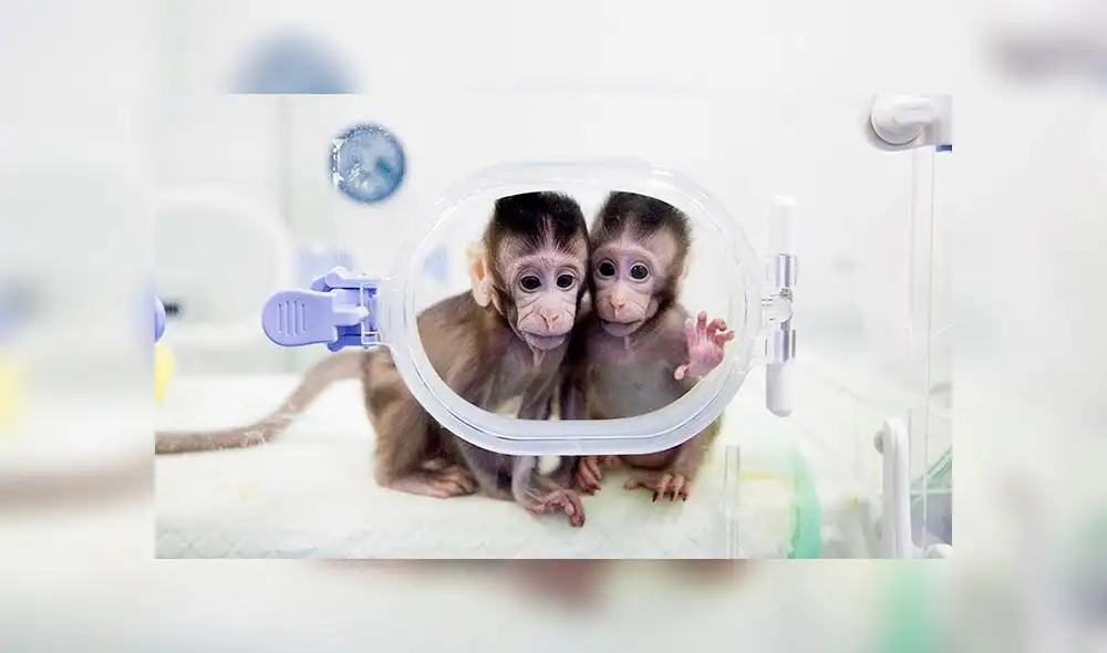 Los macacos fueron protegidos por la vacuna ChAdOx1 nCoV-19. Foto:  difusión (referencial)