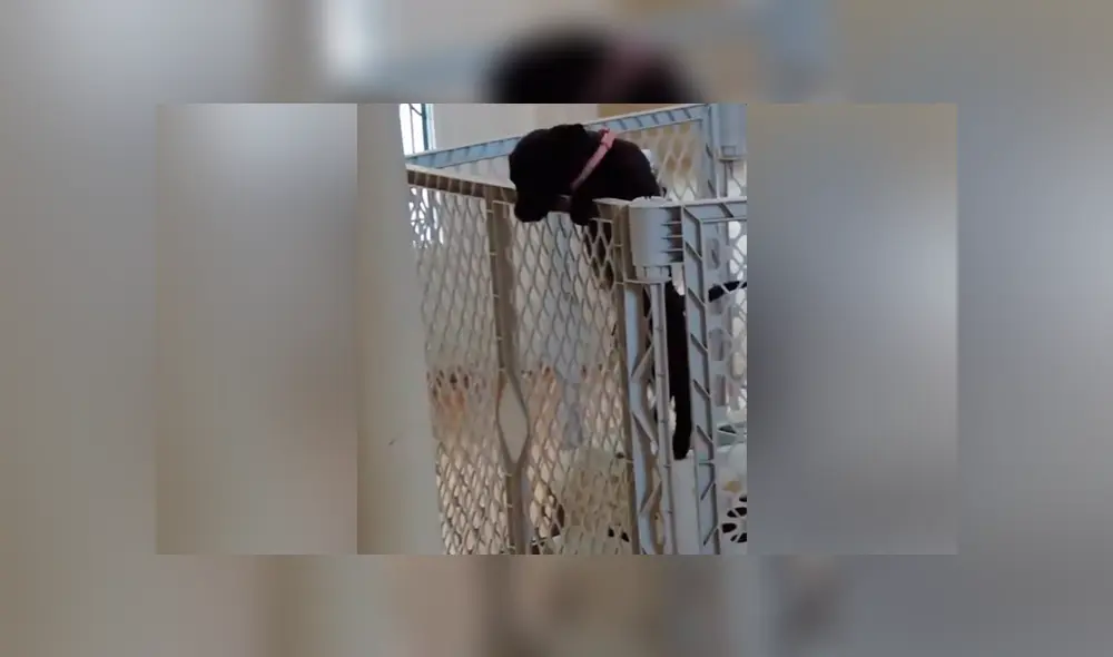 Desliza para ver los momentos más importantes del tierno video que se hizo viral en YouTube. Desliza para ver los momentos más importantes del tierno video que se hizo viral en YouTube.