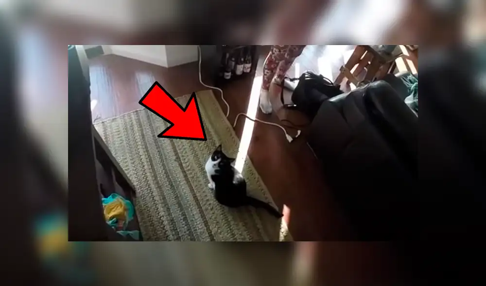 Dueños de la gata grabaron la curiosa conducta que adopta la felina para manifestar que quiere un abrazo Dueños de la gata grabaron la curiosa conducta que adopta la felina para manifestar que quiere un abrazo