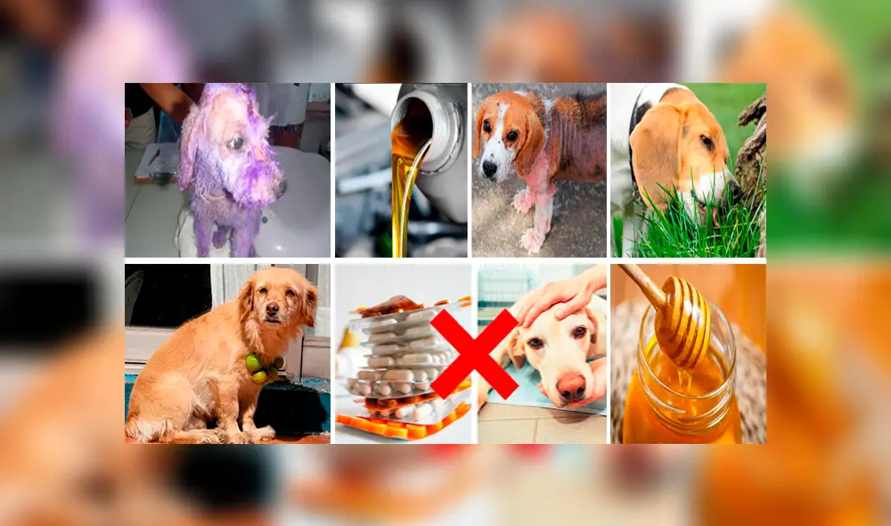 En internet existe un sinfín de remedios caseros para nuestras mascotas, pero muchos de ellos pueden causar daños irreversibles, según los especialistas. ()