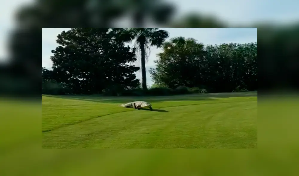 Facebook viral: gigantesco reptil aparece en campo de golf y aterra a jugadores 
