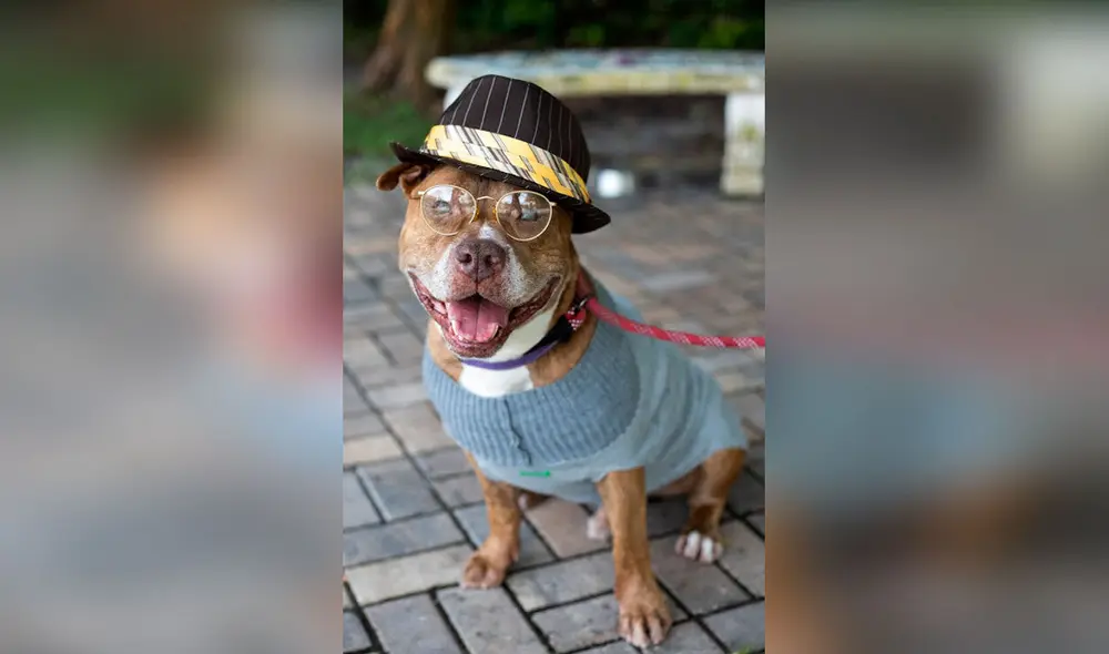 Desliza las imágenes para ver la sesión fotográfica de unos perros al modelar unos trajes y accesorios. Foto: Flagler Humane Society