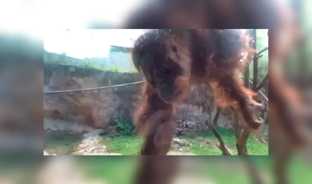 Facebook viral: orangután conoce a bebé por primera vez y conmueve a miles con su reacción [VIDEO]