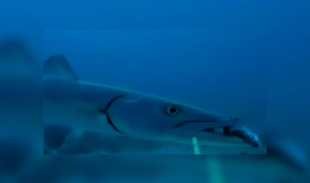 En YouTube se compartió el aterrador hallazgo que hizo un pescador dentro del río. En YouTube se compartió el aterrador hallazgo que hizo un pescador dentro del río.