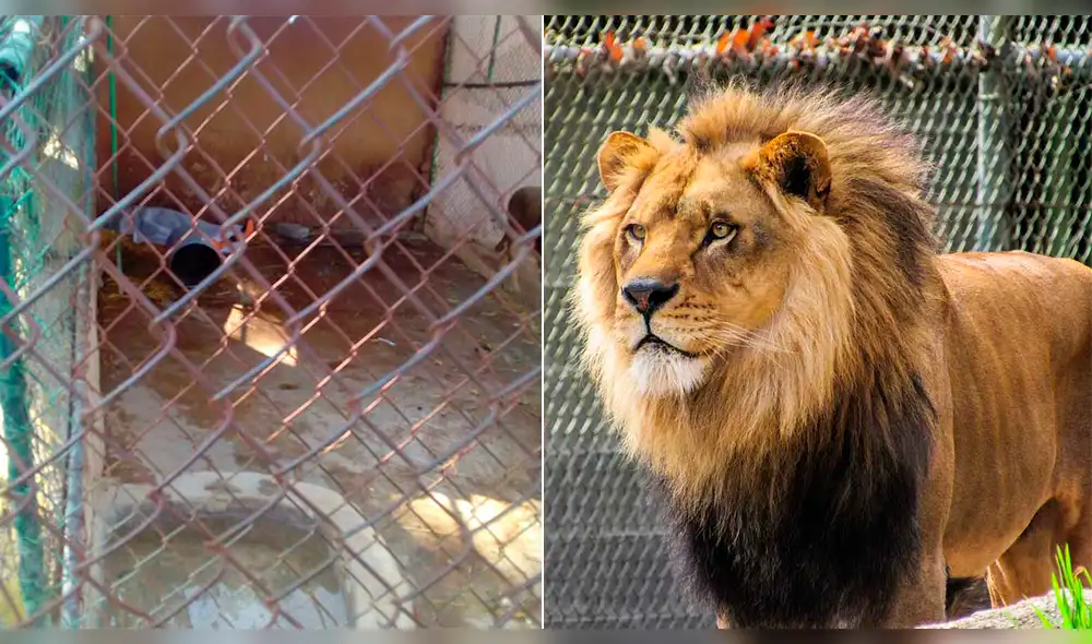 León ataca a su cuidador y lo mata dentro de jaula en un zoológico mexicano León ataca a su cuidador y lo mata dentro de jaula en un zoológico mexicano