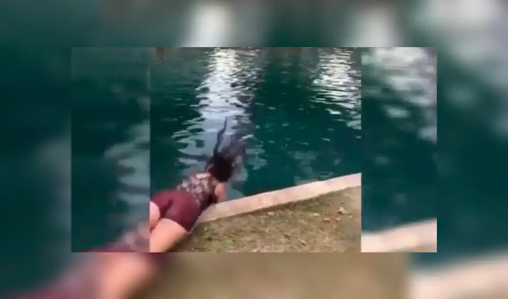 YouTube viral: chica intentó realizar peligroso 'clavado' en piscina y casi queda parapléjica [VIDEO]