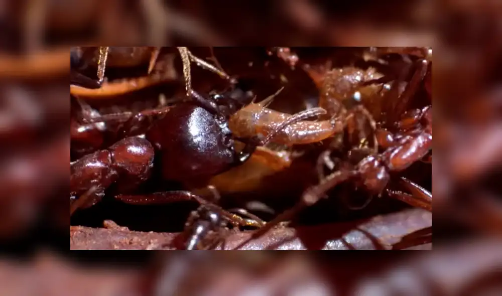 YouTube viral: hormigas carnívoras 'asesinaron' a cangrejo que salió del mar [VIDEO]