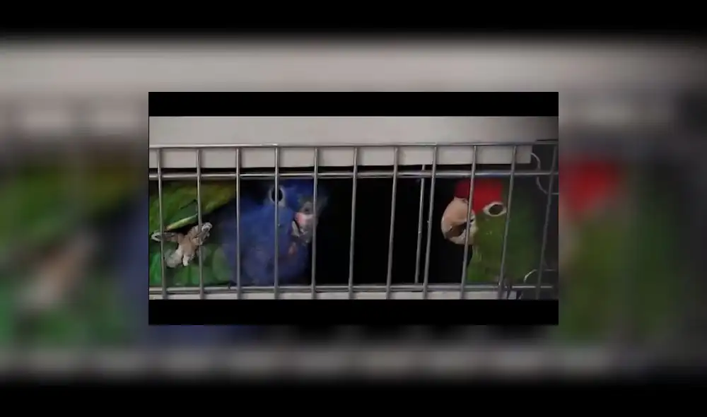 En el lugar se encontró un mono fraile, un loro frente azul, dos loros mejillas amarillas, dos loros frente roja y dos ardilla muca gris. / Crédito: Ministerio Público