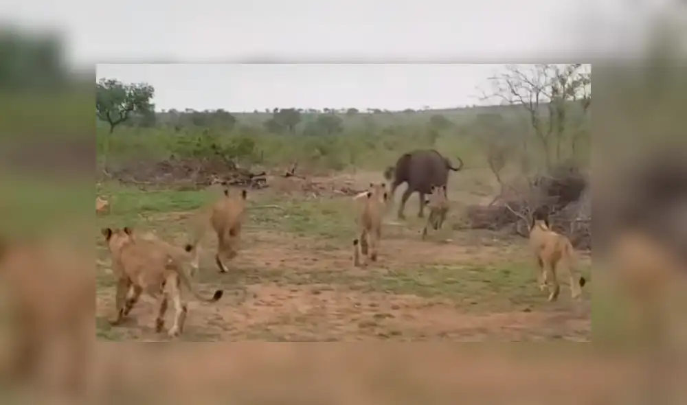 Desliza para ver todas las imágenes de YouTube. Foto: captura