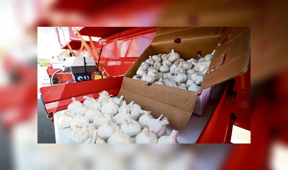 Ajo tambeño para Brasil.