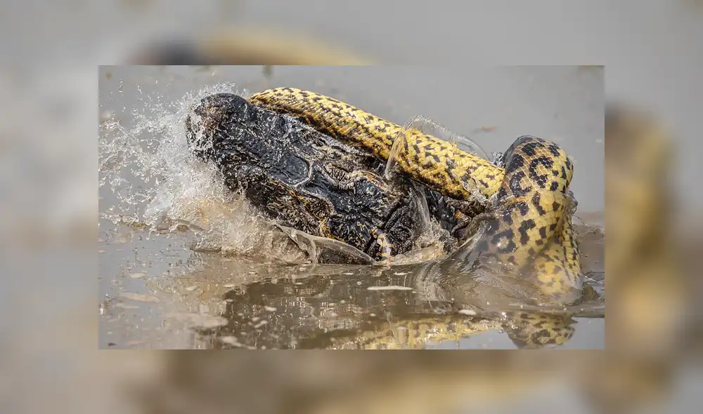 Feroz caimán y letal anaconda tienen brutal batalla en la Amazonia con impactante final [VIDEO]